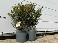 2x oleander zalm - nerium oleander - hoogte ca. 80 cm - afbeelding 3 van  4