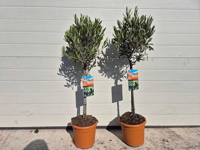 2x olijfboom - olea europaea - hoogte ca. 80 cm - afbeelding 3 van  3