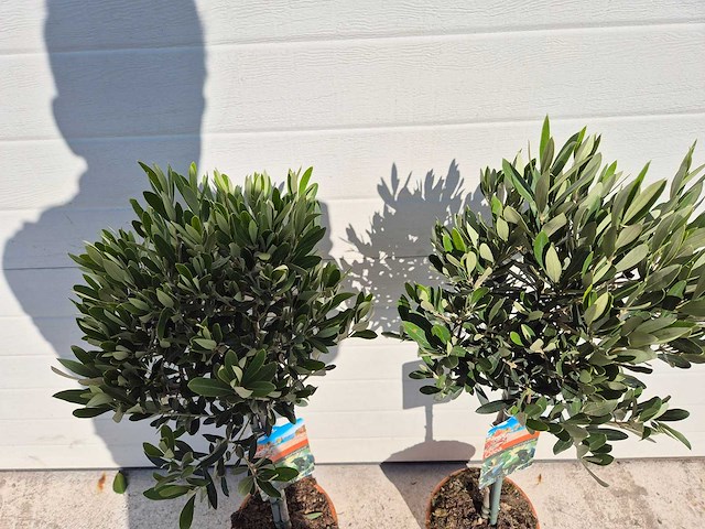 2x olijfboom - olea europaea - hoogte ca. 90 cm - afbeelding 2 van  2
