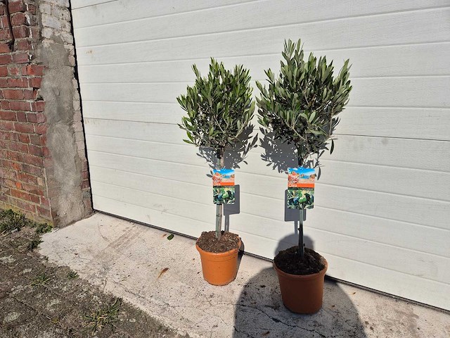 2x olijfboom - olea europaea - hoogte ca. 90 cm - afbeelding 2 van  3