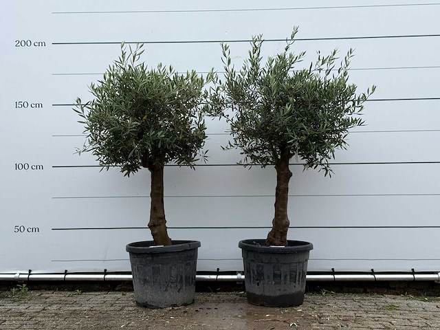 2x olijfboom bolvorm - olea europaea - ca. 25 jaar oud - hoogte ca. 180 cm - afbeelding 1 van  5
