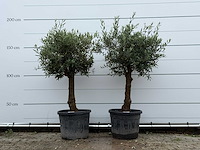 2x olijfboom bolvorm - olea europaea - ca. 25 jaar oud - hoogte ca. 180 cm - afbeelding 1 van  5