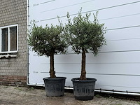 2x olijfboom bolvorm - olea europaea - ca. 25 jaar oud - hoogte ca. 180 cm - afbeelding 2 van  5