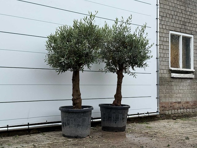 2x olijfboom bolvorm - olea europaea - ca. 25 jaar oud - hoogte ca. 180 cm - afbeelding 3 van  5