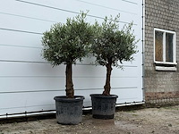 2x olijfboom bolvorm - olea europaea - ca. 25 jaar oud - hoogte ca. 180 cm - afbeelding 3 van  5