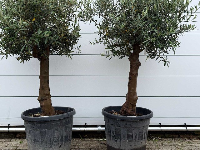 2x olijfboom bolvorm - olea europaea - ca. 25 jaar oud - hoogte ca. 180 cm - afbeelding 4 van  5