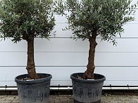 2x olijfboom bolvorm - olea europaea - ca. 25 jaar oud - hoogte ca. 180 cm - afbeelding 4 van  5