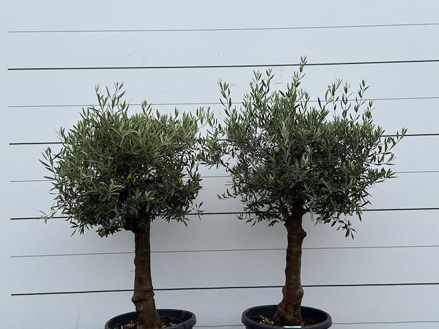2x olijfboom bolvorm - olea europaea - ca. 25 jaar oud - hoogte ca. 180 cm - afbeelding 5 van  5