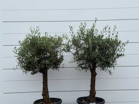 2x olijfboom bolvorm - olea europaea - ca. 25 jaar oud - hoogte ca. 180 cm - afbeelding 5 van  5