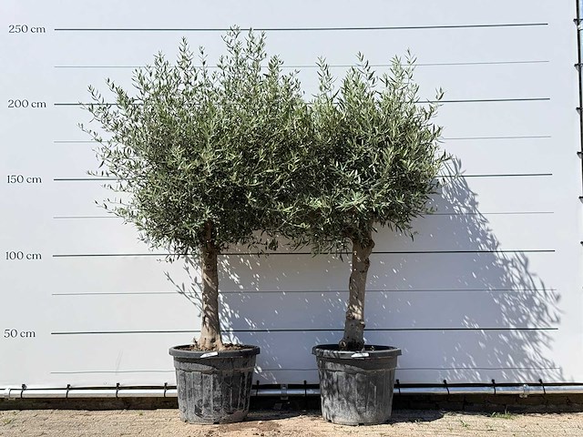 2x olijfboom bolvorm - olea europaea - ca. 25 jaar oud - hoogte ca. 200 cm - afbeelding 1 van  2