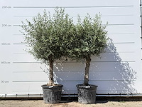 2x olijfboom bolvorm - olea europaea - ca. 25 jaar oud - hoogte ca. 200 cm - afbeelding 1 van  2