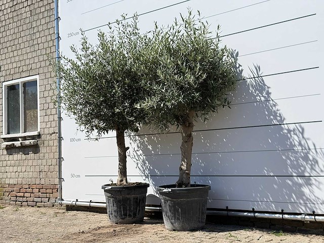 2x olijfboom bolvorm - olea europaea - ca. 25 jaar oud - hoogte ca. 200 cm - afbeelding 2 van  2