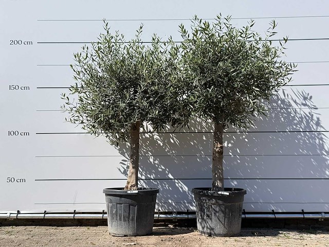 2x olijfboom bolvorm - olea europaea - ca. 25 jaar oud - hoogte ca. 200 cm - afbeelding 1 van  3
