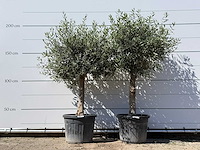 2x olijfboom bolvorm - olea europaea - ca. 25 jaar oud - hoogte ca. 200 cm - afbeelding 1 van  3