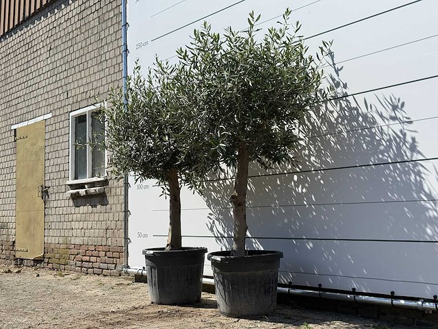 2x olijfboom bolvorm - olea europaea - ca. 25 jaar oud - hoogte ca. 200 cm - afbeelding 2 van  3