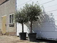 2x olijfboom bolvorm - olea europaea - ca. 25 jaar oud - hoogte ca. 200 cm - afbeelding 2 van  3