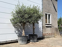 2x olijfboom bolvorm - olea europaea - ca. 25 jaar oud - hoogte ca. 200 cm - afbeelding 3 van  3