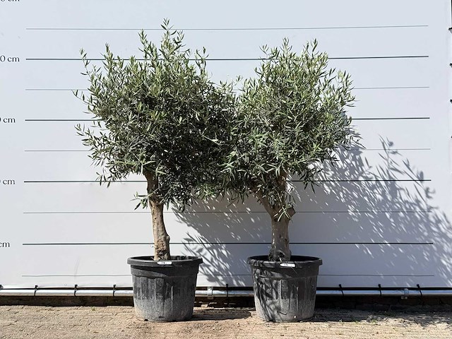 2x olijfboom bolvorm - olea europaea - ca. 25 jaar oud - hoogte ca. 200 cm - afbeelding 1 van  1