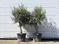 2x olijfboom bolvorm - olea europaea - ca. 25 jaar oud - hoogte ca. 200 cm - afbeelding 1 van  1