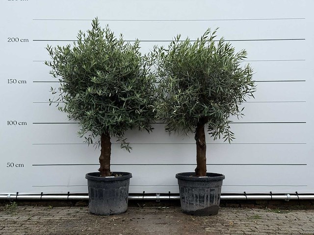 2x olijfboom bolvorm - olea europaea - ca. 25 jaar oud - hoogte ca. 200 cm - afbeelding 1 van  5