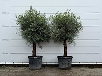 2x olijfboom bolvorm - olea europaea - ca. 25 jaar oud - hoogte ca. 200 cm - afbeelding 1 van  5