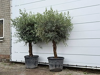 2x olijfboom bolvorm - olea europaea - ca. 25 jaar oud - hoogte ca. 200 cm - afbeelding 2 van  5