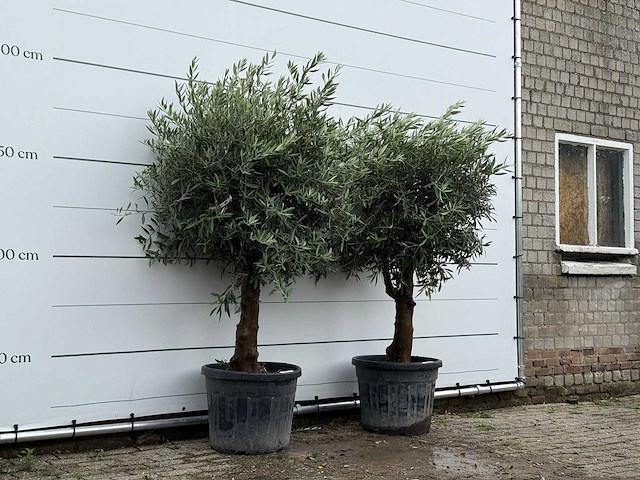 2x olijfboom bolvorm - olea europaea - ca. 25 jaar oud - hoogte ca. 200 cm - afbeelding 3 van  5
