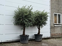2x olijfboom bolvorm - olea europaea - ca. 25 jaar oud - hoogte ca. 200 cm - afbeelding 3 van  5