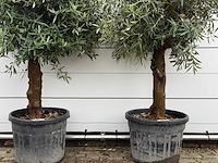 2x olijfboom bolvorm - olea europaea - ca. 25 jaar oud - hoogte ca. 200 cm - afbeelding 4 van  5