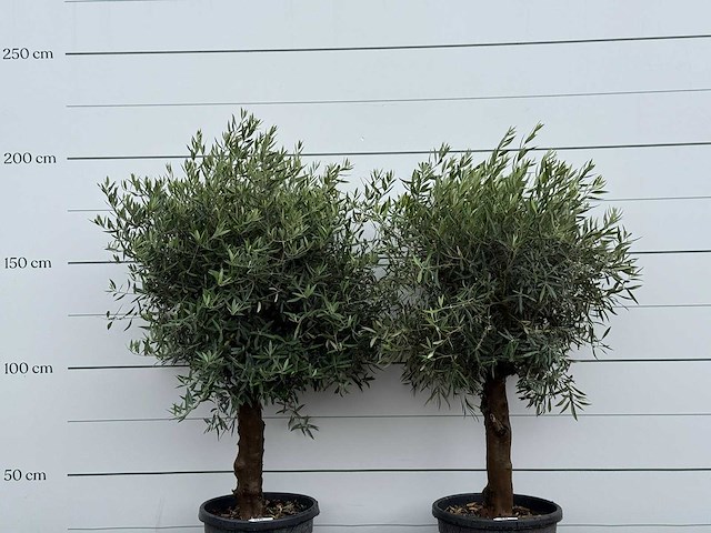 2x olijfboom bolvorm - olea europaea - ca. 25 jaar oud - hoogte ca. 200 cm - afbeelding 5 van  5
