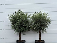2x olijfboom bolvorm - olea europaea - ca. 25 jaar oud - hoogte ca. 200 cm - afbeelding 5 van  5