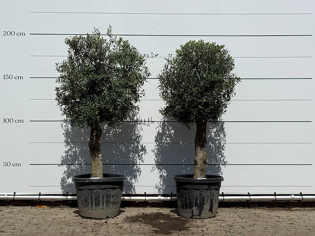 2x olijfboom bolvorm - olea europaea - ca. 30 jaar oud - hoogte ca. 180 cm - afbeelding 1 van  3
