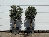 2x olijfboom bolvorm - olea europaea - ca. 30 jaar oud - hoogte ca. 180 cm