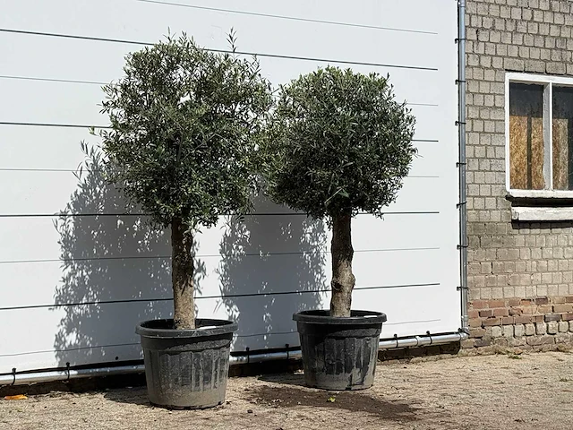 2x olijfboom bolvorm - olea europaea - ca. 30 jaar oud - hoogte ca. 180 cm - afbeelding 2 van  3