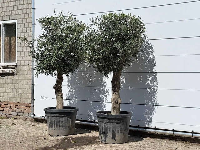 2x olijfboom bolvorm - olea europaea - ca. 30 jaar oud - hoogte ca. 180 cm - afbeelding 3 van  3