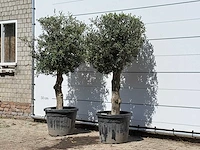 2x olijfboom bolvorm - olea europaea - ca. 30 jaar oud - hoogte ca. 180 cm - afbeelding 3 van  3