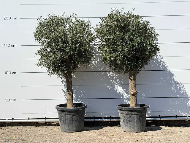 2x olijfboom bolvorm - olea europaea - ca. 30 jaar oud - hoogte ca. 200 cm - afbeelding 1 van  3