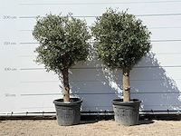 2x olijfboom bolvorm - olea europaea - ca. 30 jaar oud - hoogte ca. 200 cm - afbeelding 1 van  3