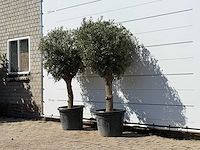 2x olijfboom bolvorm - olea europaea - ca. 30 jaar oud - hoogte ca. 200 cm - afbeelding 2 van  3