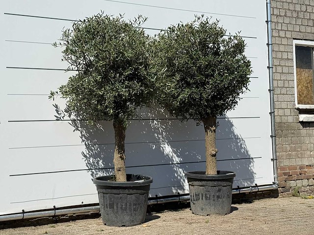 2x olijfboom bolvorm - olea europaea - ca. 30 jaar oud - hoogte ca. 200 cm - afbeelding 3 van  3