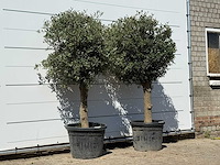 2x olijfboom bolvorm - olea europaea - ca. 30 jaar oud - hoogte ca. 200 cm - afbeelding 3 van  3