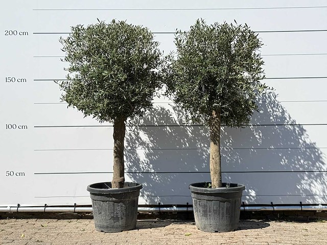2x olijfboom bolvorm - olea europaea - ca. 30 jaar oud - hoogte ca. 200 cm - afbeelding 1 van  3