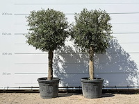 2x olijfboom bolvorm - olea europaea - ca. 30 jaar oud - hoogte ca. 200 cm - afbeelding 1 van  3