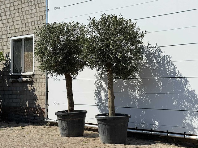 2x olijfboom bolvorm - olea europaea - ca. 30 jaar oud - hoogte ca. 200 cm - afbeelding 2 van  3