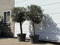 2x olijfboom bolvorm - olea europaea - ca. 30 jaar oud - hoogte ca. 200 cm - afbeelding 2 van  3