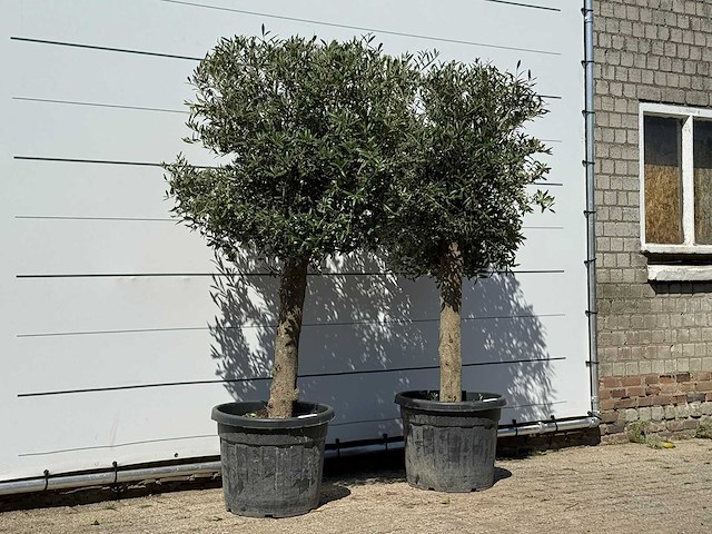 2x olijfboom bolvorm - olea europaea - ca. 30 jaar oud - hoogte ca. 200 cm - afbeelding 3 van  3