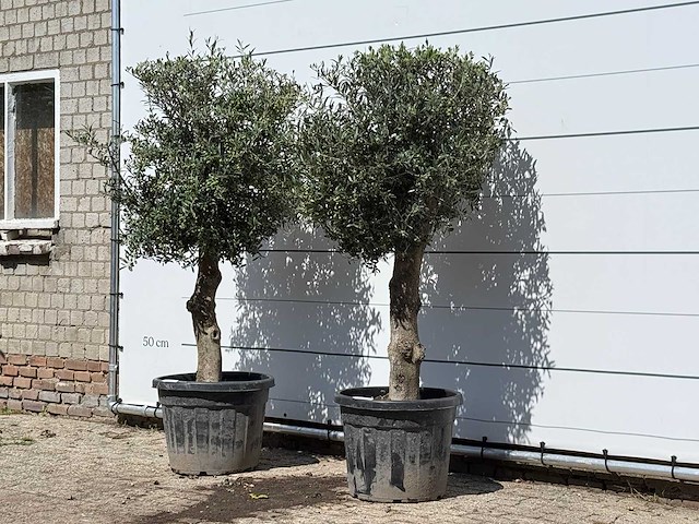 2x olijfboom bolvorm - olea europaea - ca. 30 jaar oud - hoogte ca. 200 cm - afbeelding 1 van  1