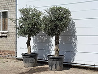 2x olijfboom bolvorm - olea europaea - ca. 30 jaar oud - hoogte ca. 200 cm - afbeelding 1 van  1
