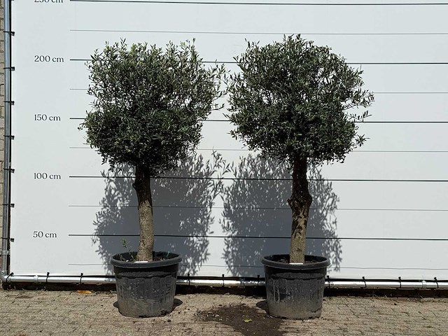 2x olijfboom bolvorm - olea europaea - ca. 30 jaar oud - hoogte ca. 200 cm - afbeelding 1 van  3