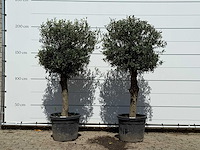 2x olijfboom bolvorm - olea europaea - ca. 30 jaar oud - hoogte ca. 200 cm - afbeelding 1 van  3